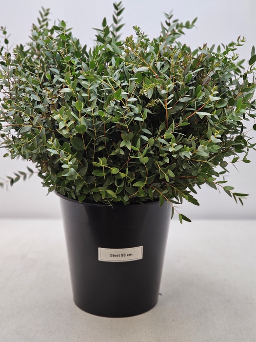 EUC PARVIFOLIA PER STEEL-IT-